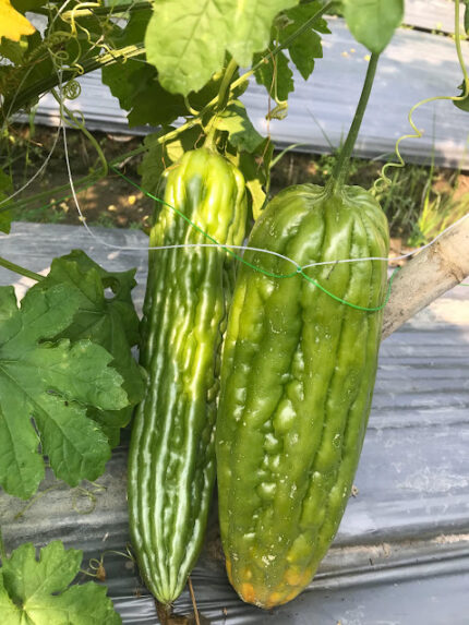 Bitter Gourds