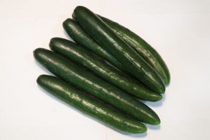 Japanese cucumber CX201
