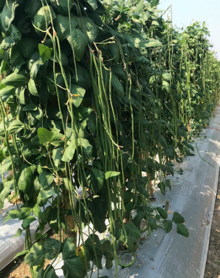 Dark green Long Beans