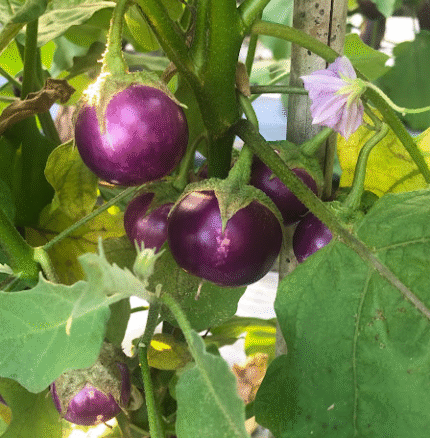 Eggplants
