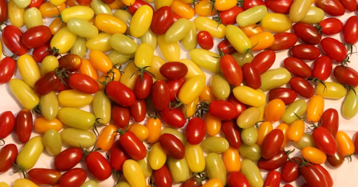 Grape tomato_Mix color1