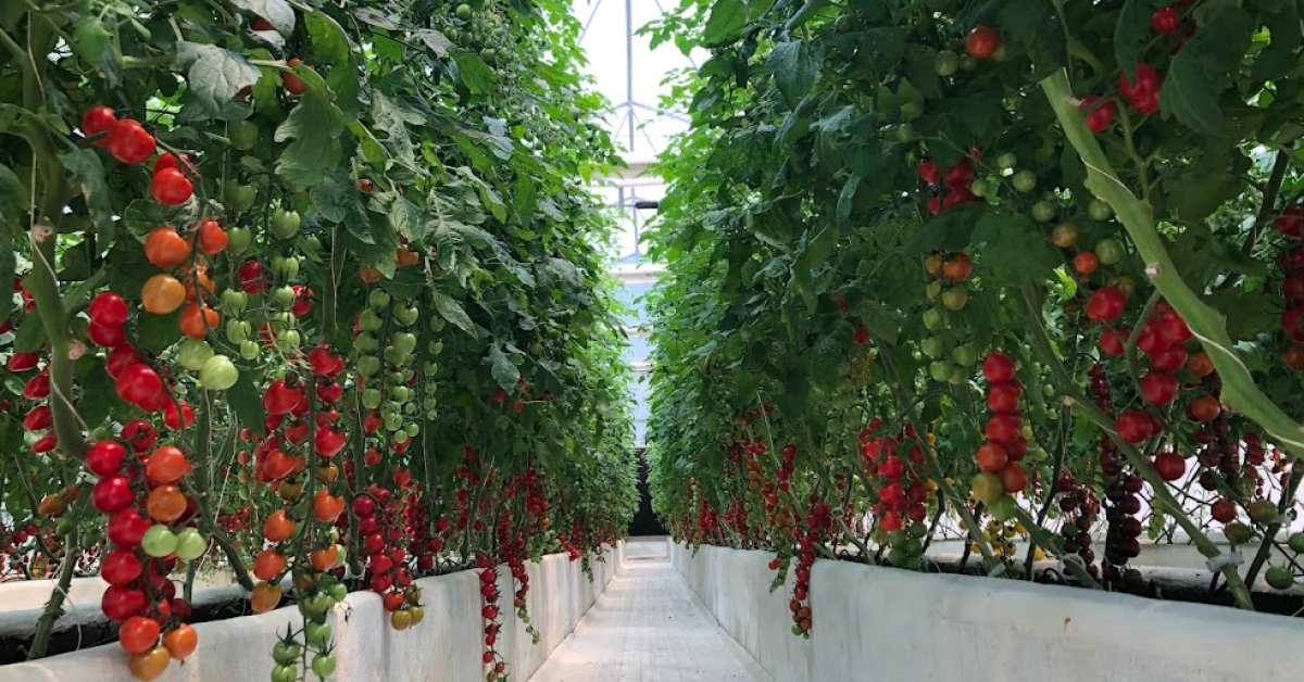 show tomato in Greenhous